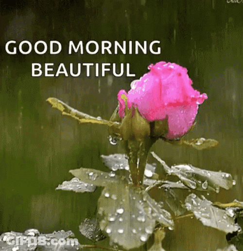 Good Morning Rainy Day Pink Rose Blooming GIF