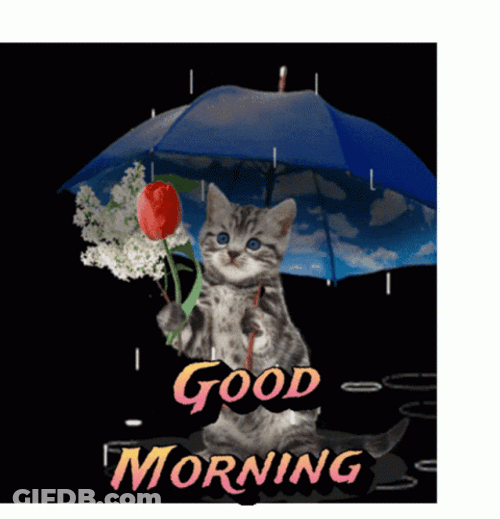 Good Morning Rainy Day Poor Cat GIF