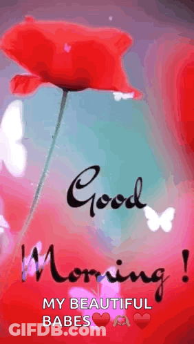 Good Morning Red Flower Butterflies Pink Background GIF