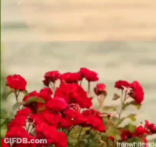 Good Morning/red Flowers GIF