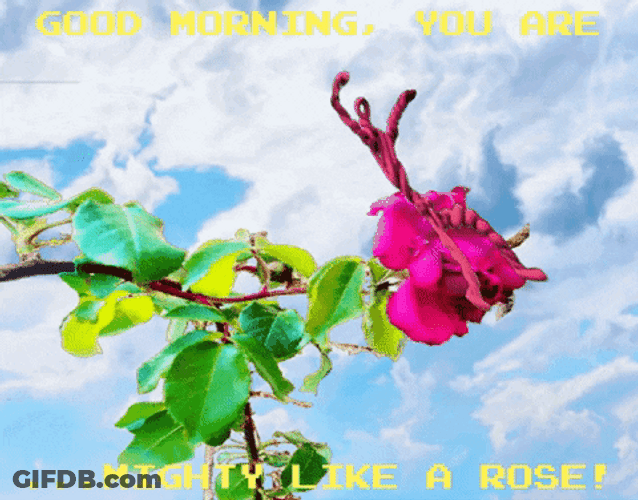 Good Morning Rose You Are Mighty GIF