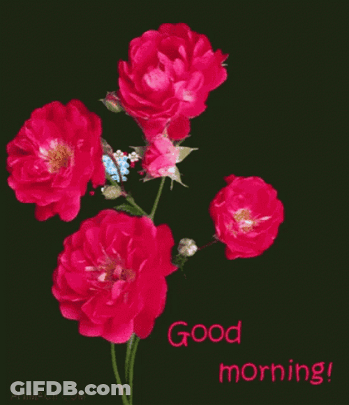 Good Morning Roses Burst GIF