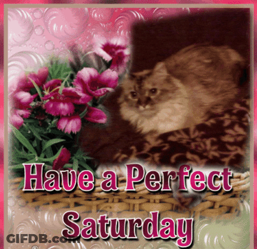 Good Morning Saturday Cute Cat GIF