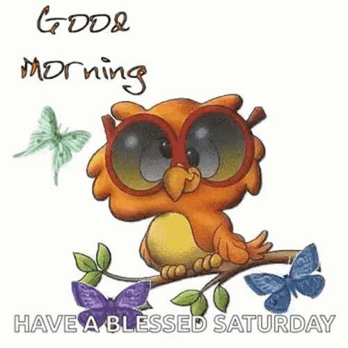Good Morning Saturday Owl GIF