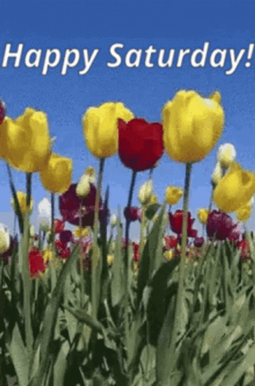 Good Morning Saturday Rose Garden GIF