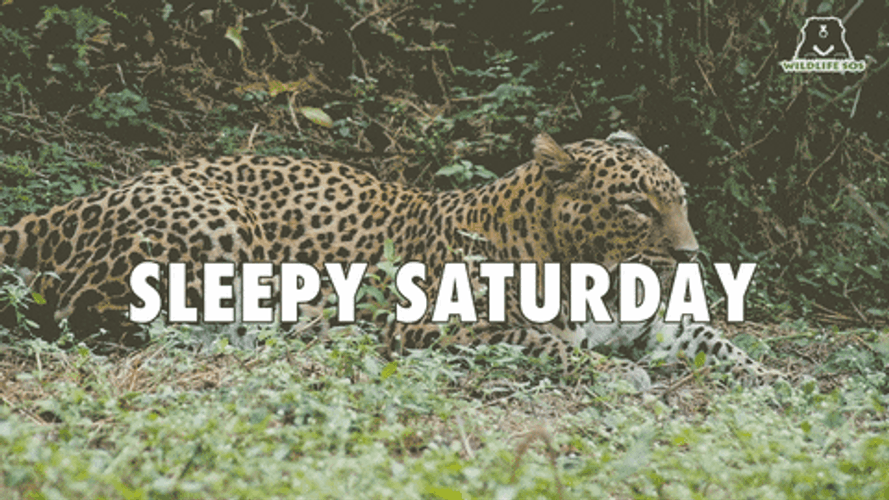 Good Morning Saturday Sleepy Cheetah GIF