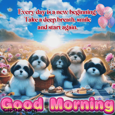 Good Morning Shih Tzu Puppies GIF