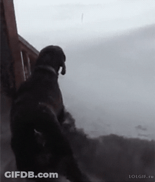 Good Morning Snow Day Dog Playing GIF