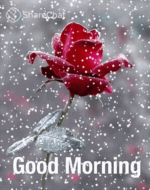 Good Morning Snow Freezing Rose GIF