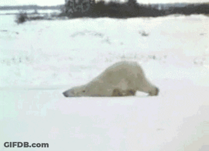 Good Morning Snow Tired Polar Bear GIF