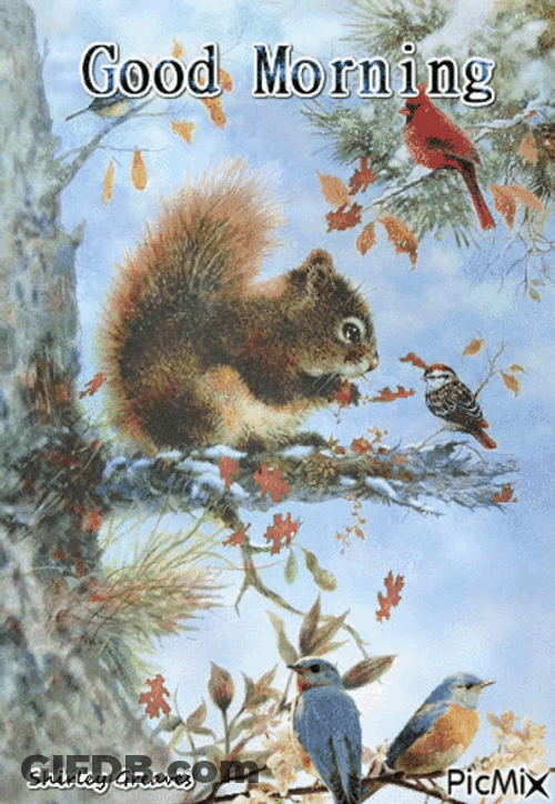 Good Morning Squirrel GIF