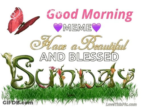 Good Morning Sunday Butterfly Meme GIF