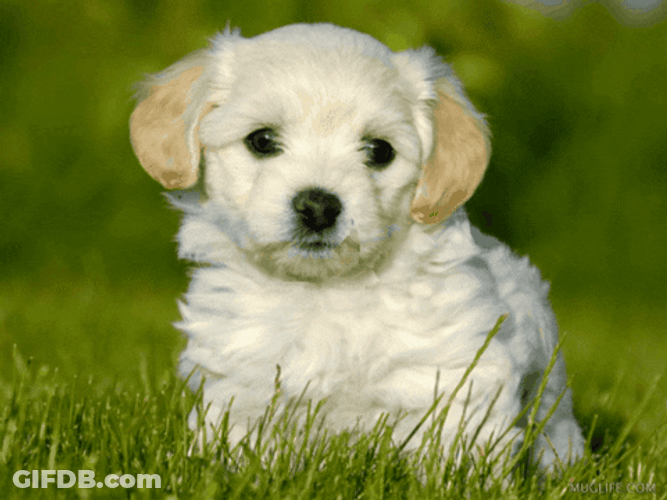 Good Morning Sunday Cute White Puppy Dog GIF