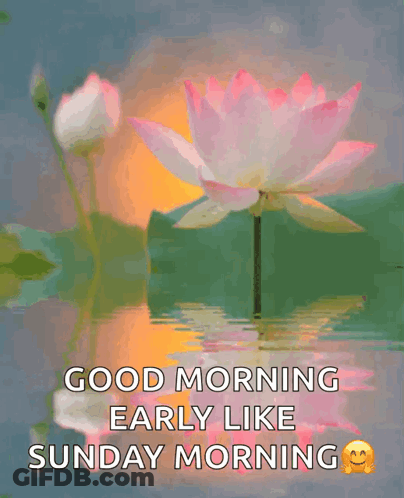 Good Morning Sunday Lotus Flower GIF