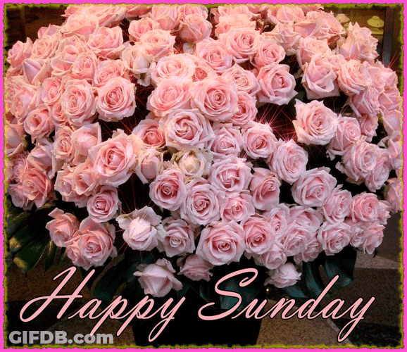Good Morning Sunday Pink Rose Bouquet GIF