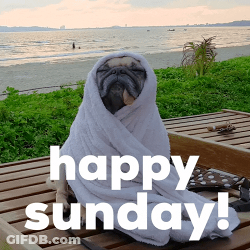 Good Morning Sunday Sleepy Pug Dog GIF