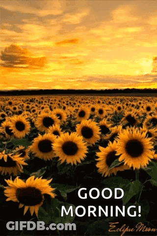 Good Morning Sunflowers At Sunset GIF