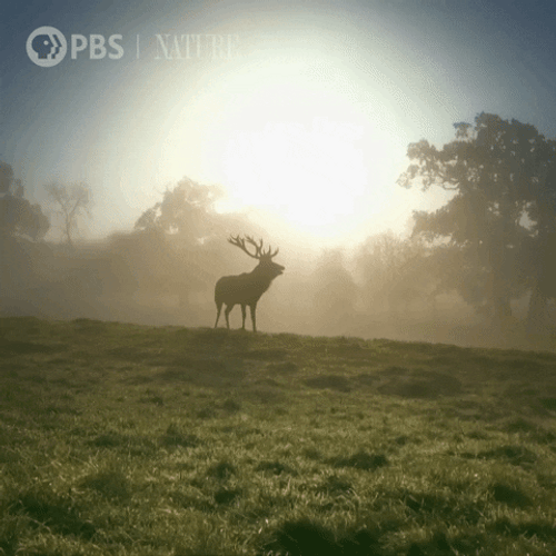 Good Morning Sunrise Forest Deer Silhouette GIF