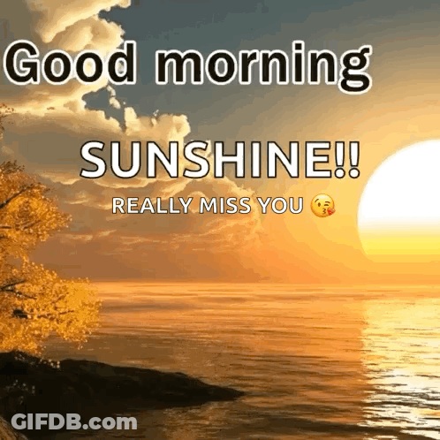 Good Morning Sunshine Miss You GIF