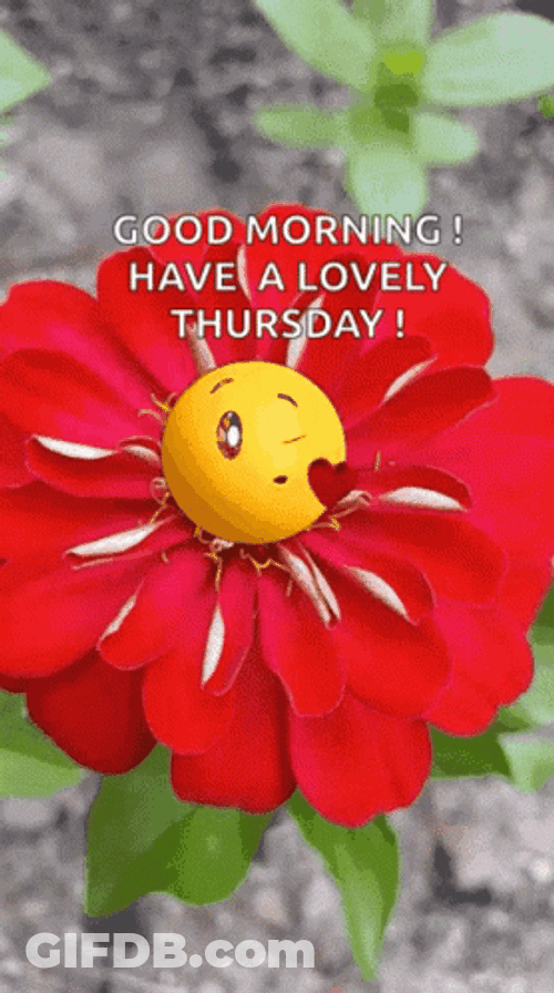 Good Morning Thursday Red Flower Blows Kiss GIF