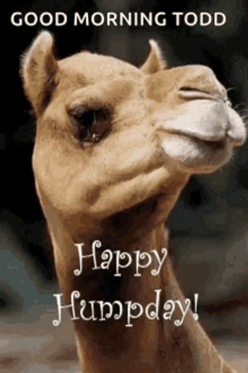 Good Morning Todd Hump Day Camel GIF