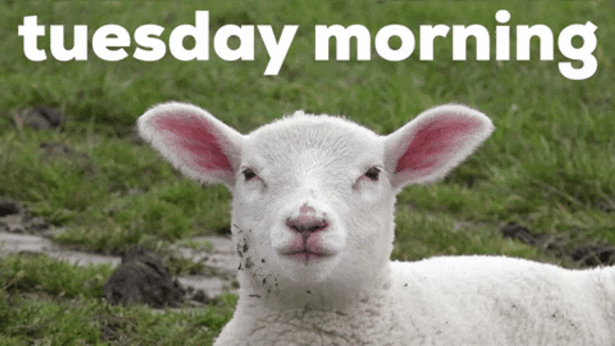 Good Morning Tuesday Goat GIF