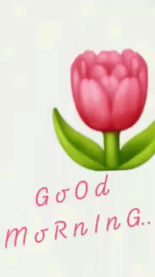 Good Morning Tumblr Tulips Flower GIF