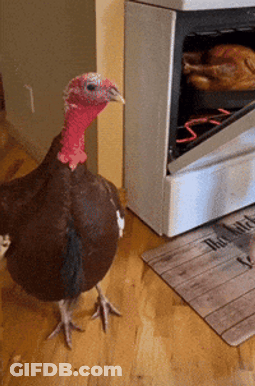 Good Morning Turkey Looking For His Friend GIF