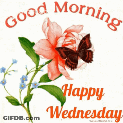 Good Morning Wednesday GIF