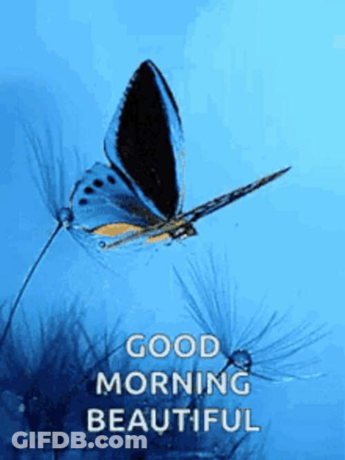 Good Morning Wife  Flying Blue Butterfly GIF