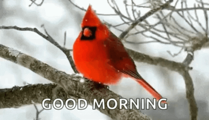 Good Morning Winter Cardinal Bird Resting GIF
