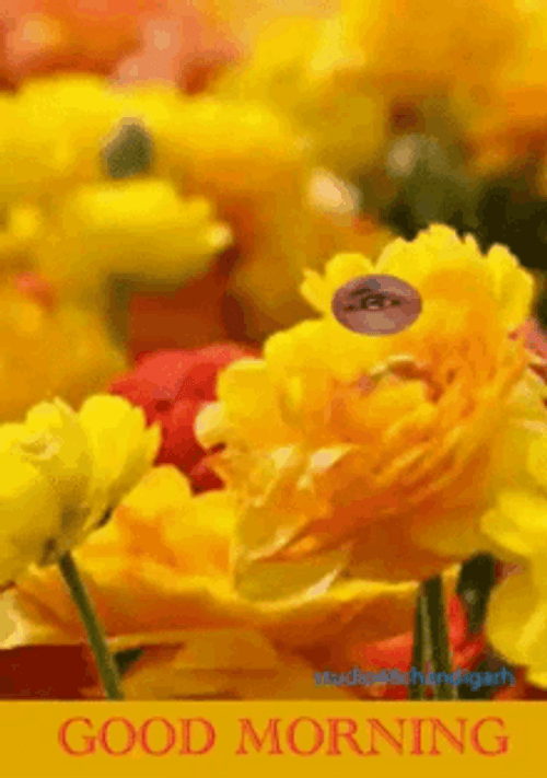 Good Morning Yellow And Orange Flowers With Photo GIF