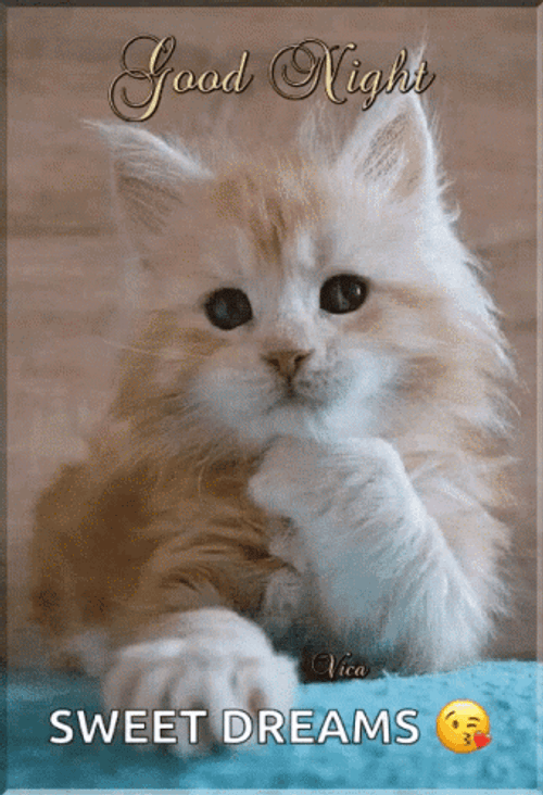 Good Night And Sweet Dreams Cute Furry Cat GIF