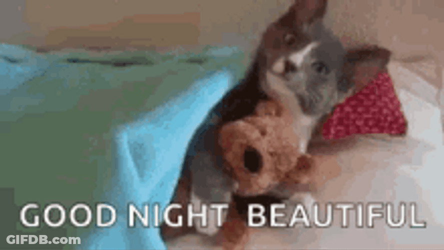 Good Night Beautiful Cat Hugging Teddy Bear GIF