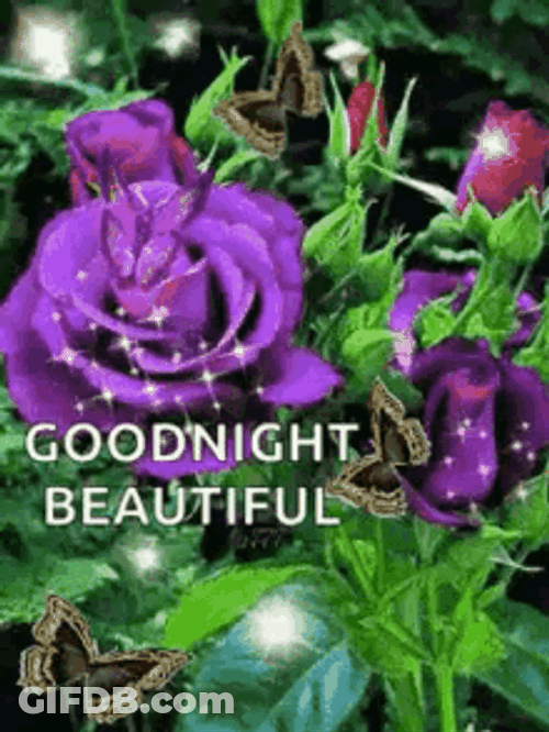 Good Night Beautiful Sparkling Violet Roses GIF