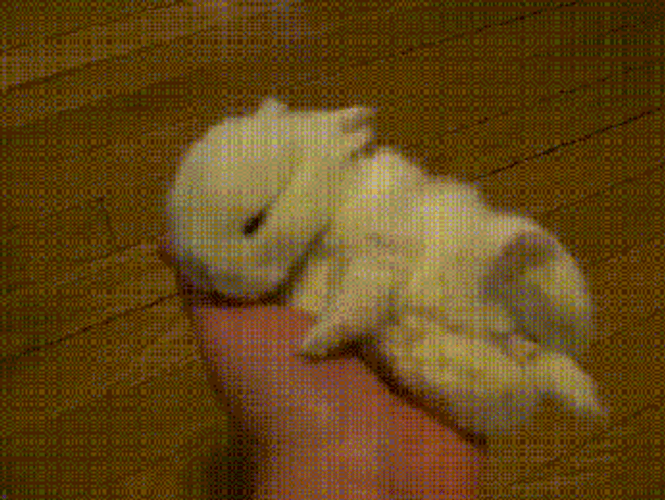 Good Night Bunny GIF