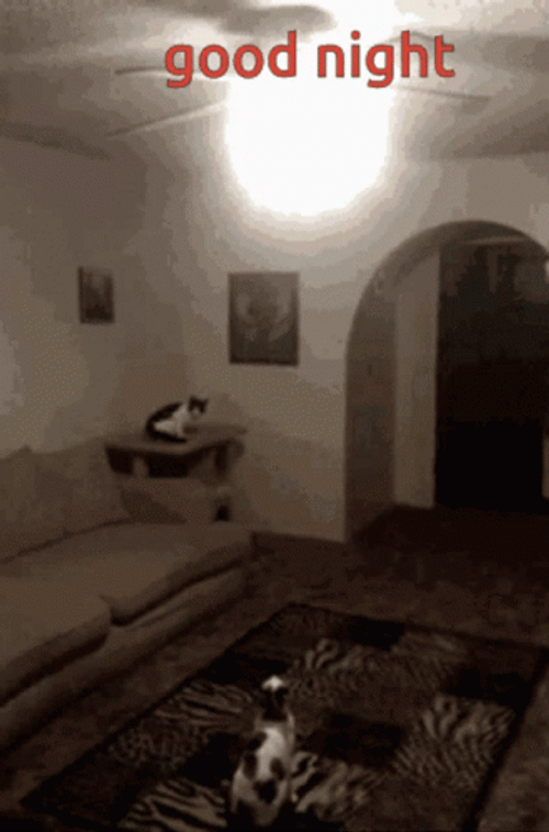 Good Night Cat Light Off GIF