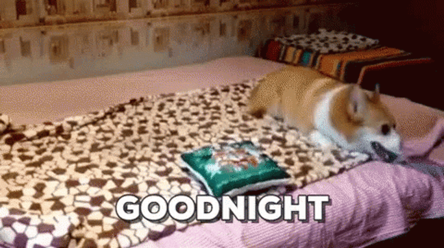 Good Night Corgi Roll Over GIF