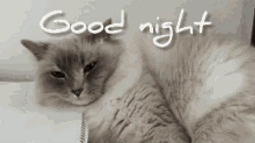 Good Night Cute Sleepy Fluffy Cat GIF