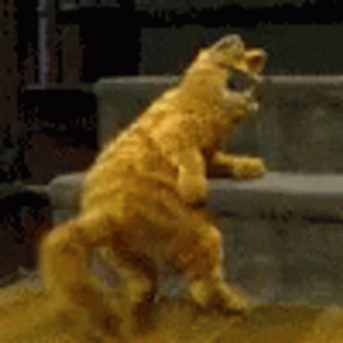Good Night Funny Cat Dance GIF