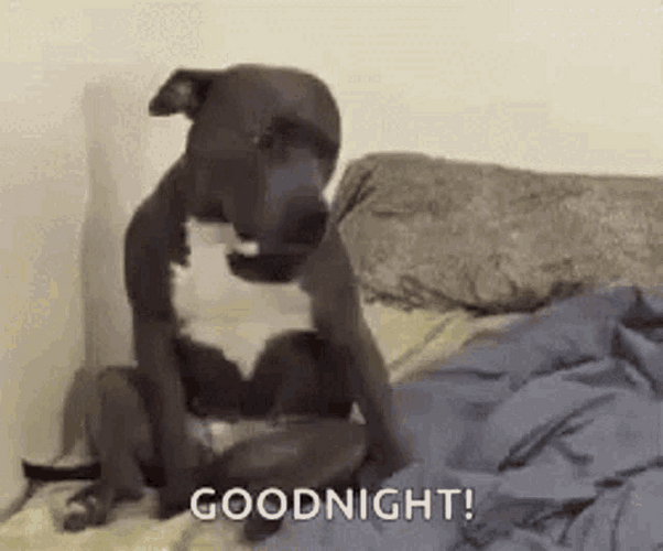 Good Night Funny Chill Dog GIF