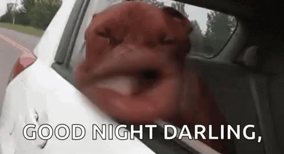 Good Night Funny Face Dog GIF