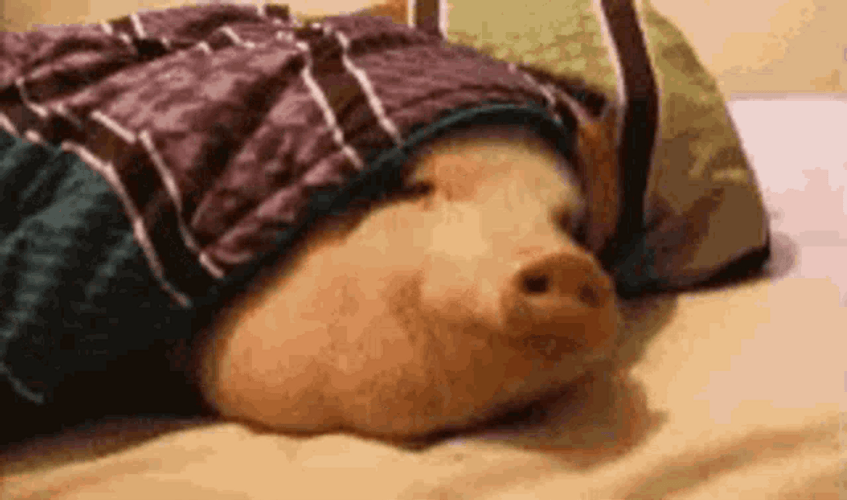 Good Night Funny Pig Sleep GIF