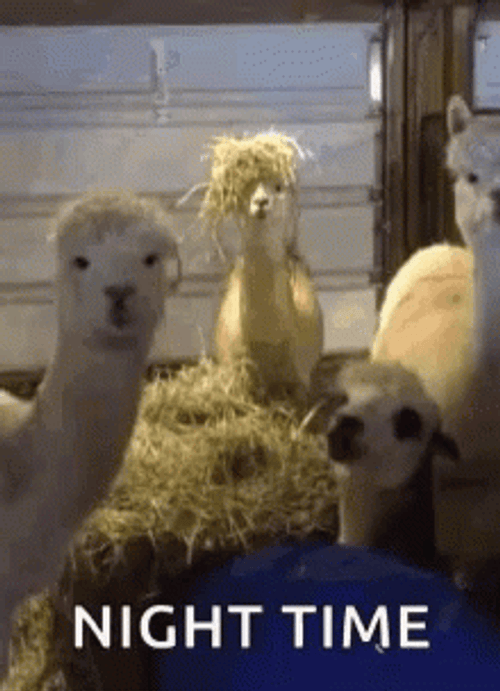 Good Night Funny Sheep GIF