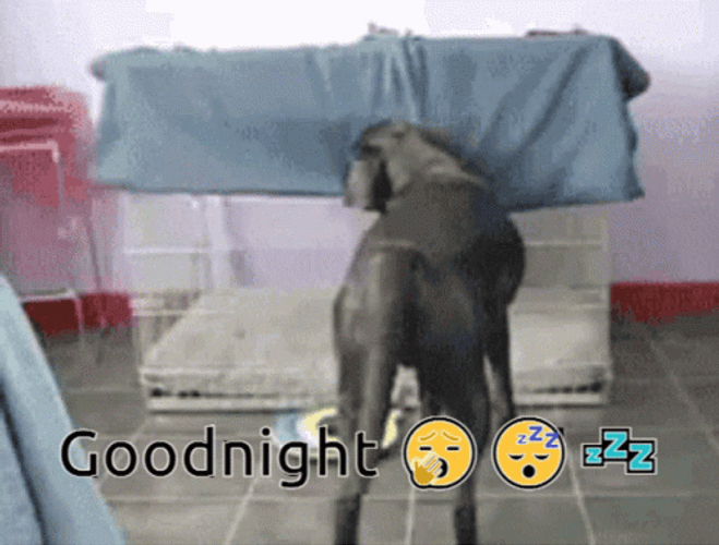 Good Night Funny Sleepy Dog GIF