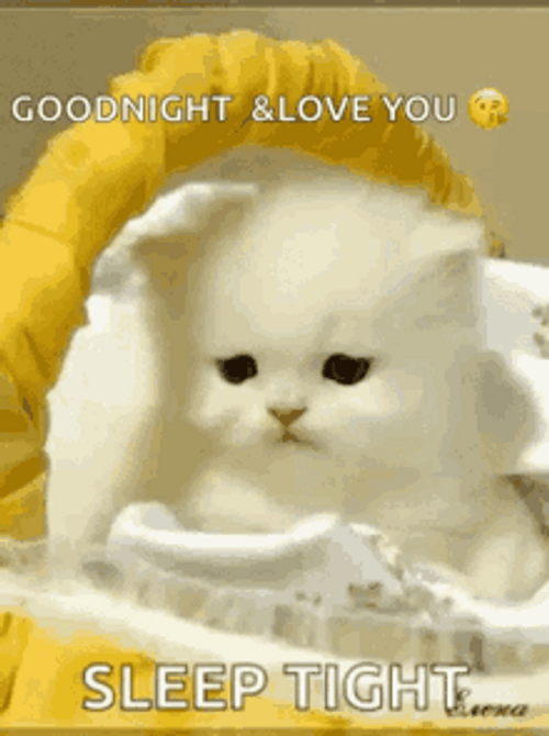 Good Night I Love You Sleep Tight Cat GIF