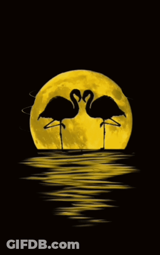 Good Night Images 2023 New GIF