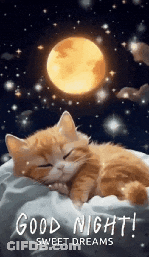 Good Night Images New 2023 Cute Cat GIF