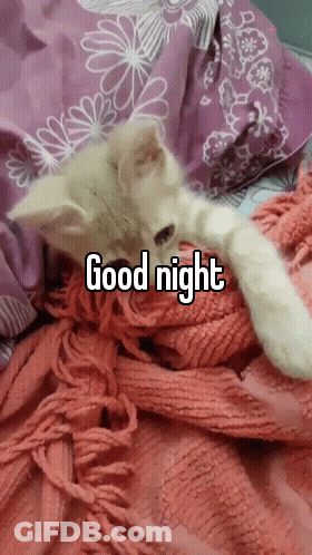Good Night Kitten Laying On Blanket GIF
