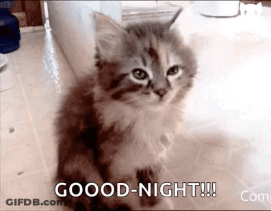 Good Night Kitten GIF